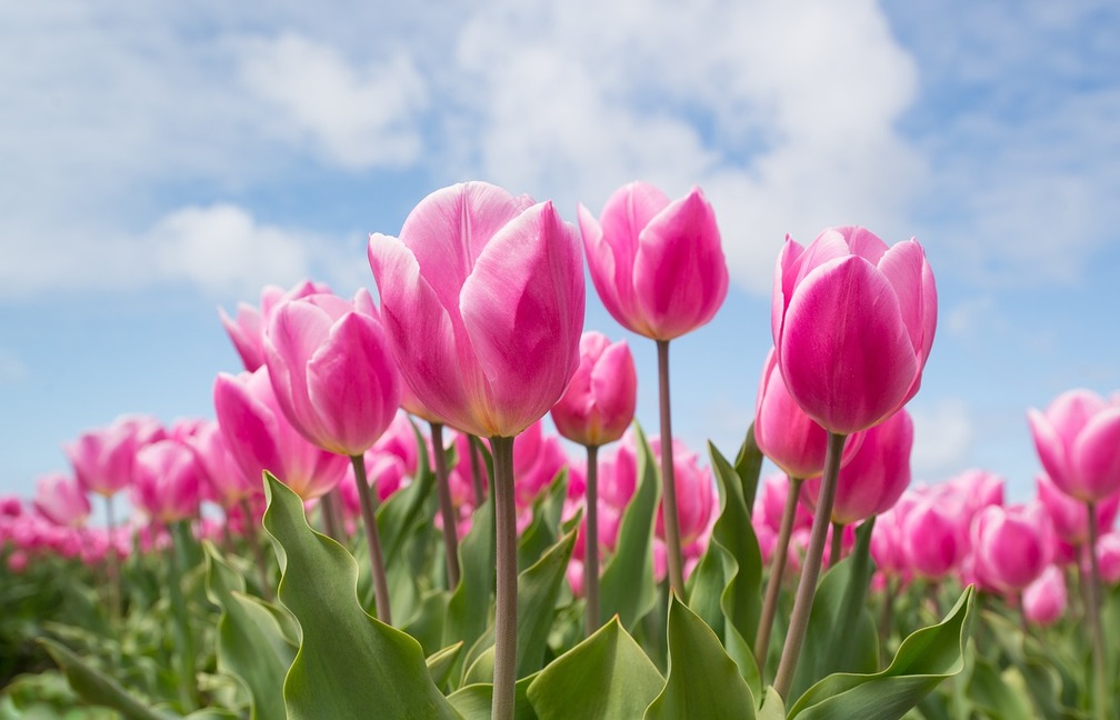Kiedy sadzimy tulipany? 