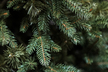Choinki sztuczne - Choinka Świerk Leśny 220cm (8)