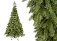 Choinka Jodła Szlachetna  220m