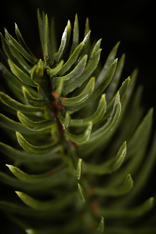 Choinki sztuczne - Choinka Jodła Szlachetna  220m (12)