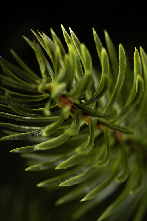 Choinki sztuczne - Choinka Świerk Leśny 180cm (12)