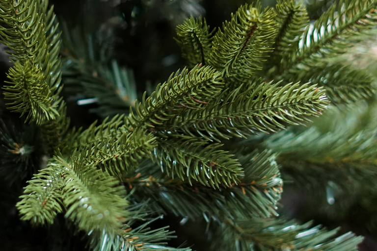 Choinki sztuczne - Choinka Jodła Szlachetna  180cm (7)