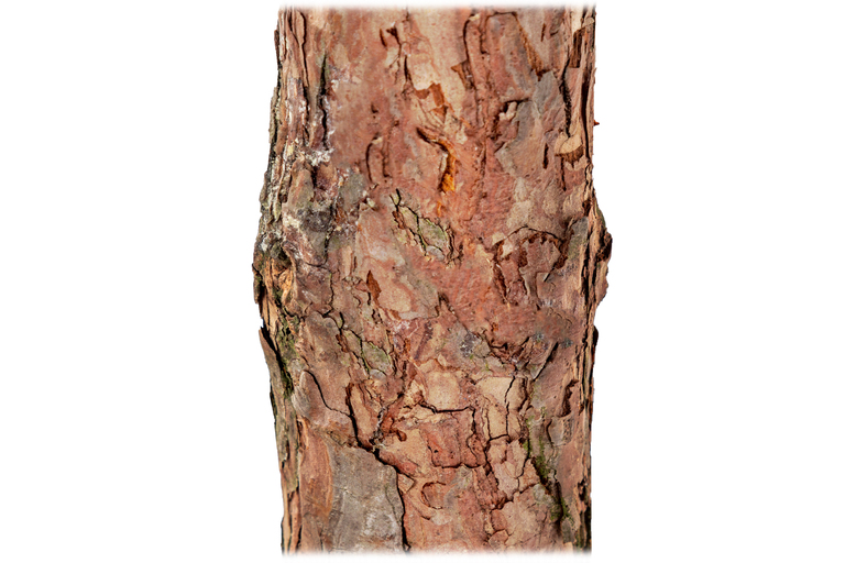 Choinki sztuczne - Sosna diamentowa sztuczna LUX na pniu 180 cm (12)